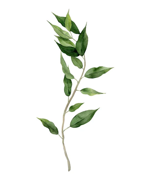 Ficus Benjamin. Feigenbaumwedel. Lockiger grüner Zweig. Aquarell auf weißem Hintergrund. — Stockfoto