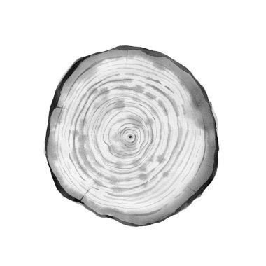 Çam dilimi. Siyah beyaz tahta kesiği. Tekstil, desen, kart, kartpostal, kart, selamlama, kırsal tarzda davetiye tasarımı. Suluboya çizimi beyaz arkaplanda izole edildi.