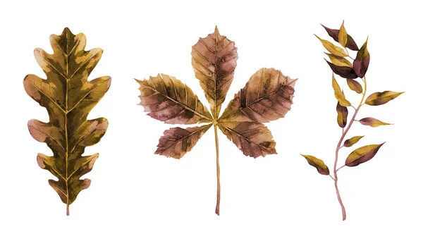 乾燥した秋の葉セット。パターン、印刷、背景、カード、バナーデザインのための水彩植物要素。白地に隔離された植物図. — ストック写真