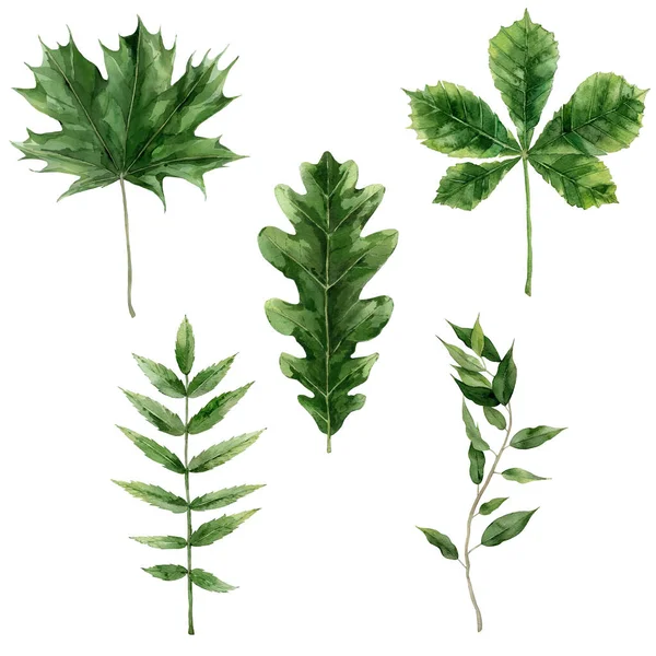 Green leaves of different trees. Oak, maple and chestnut leaves. Watercolour hand drawn Illustration isolated on white background. — Stock Photo, Image