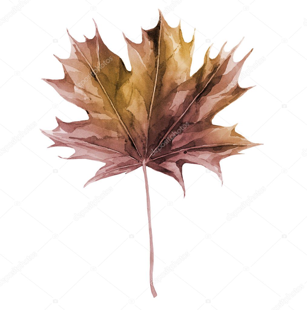 Autumn maple leaf. Dried tree foliage. Watercolour illustration isolated on white background.
