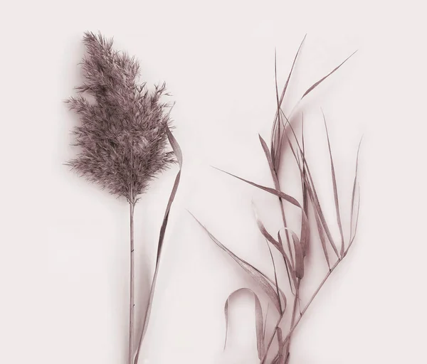 Gedroogde pampas gras fotoset. Achtergrond plant details voor de website banners, sociale media. Herfst gras. Botanische fotografie op beige achtergrond. — Stockfoto