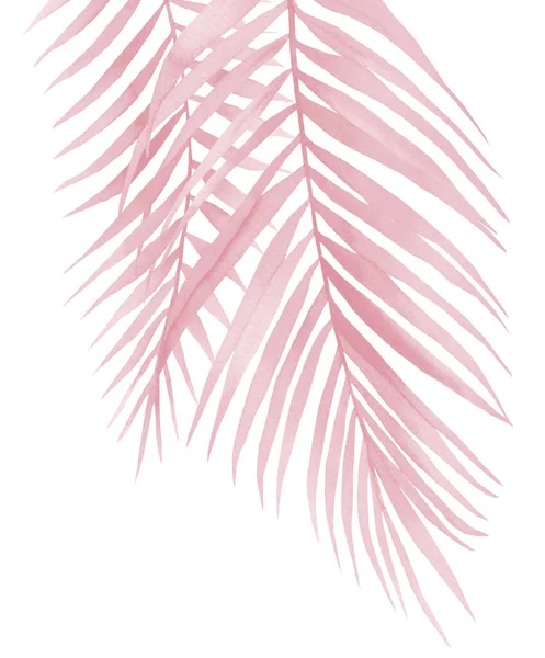 Folhas de palma rosa. Ramos de coco. Blush rosa ilustração aquarela no branco. — Fotografia de Stock