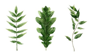 Yeşil suluboya yaprak seti. Oak, Rowan ve incir yaprakları. Botanik Resimleri beyaz arkaplanda izole edildi.