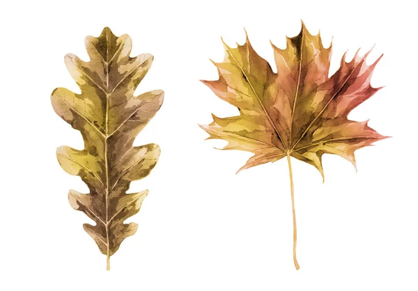 Jesienny zestaw liści. Złoty dąb i liść klonu. Akwarelowa ilustracja botaniczna na białym tle. — Zdjęcie stockowe