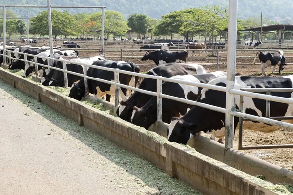 Curios Alb Negru Holstein Vacă — Fotografie, imagine de stoc