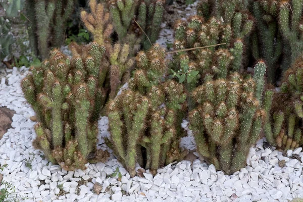 Primer Plano Cactus —  Fotos de Stock