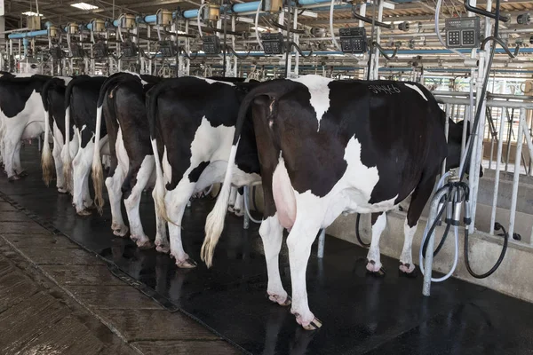 Cow Gives Plenty Milk — Stock Photo, Image
