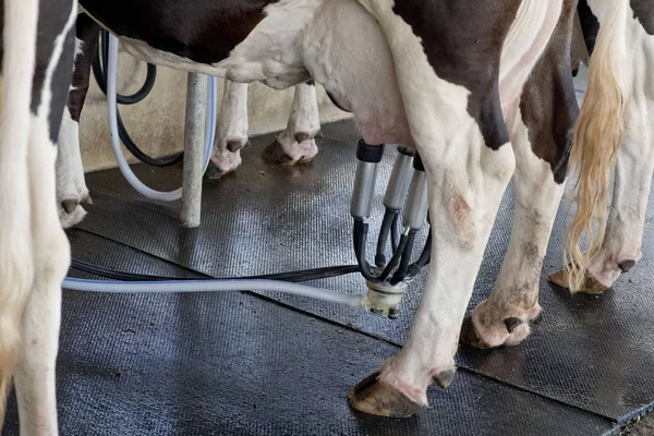 Vaca Mult Lapte — Fotografie, imagine de stoc