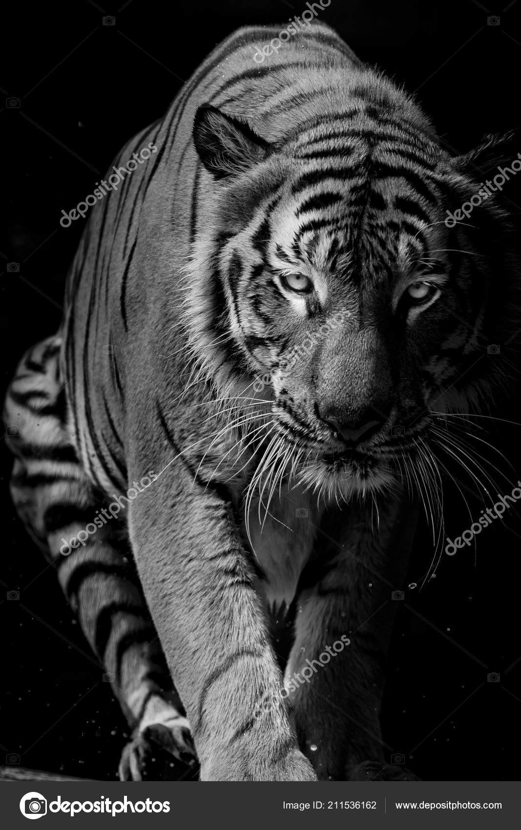 Preto e branco retrato do uma tigre em uma Preto fundo. 3d Renderização, ai  generativo imagem 23180313 Foto de stock no Vecteezy