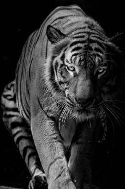 Siyah ve beyaz kaplan portre siyah arka plan önünde