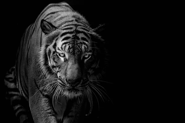 Černá Bílá Tygří Portrét Před Černým Pozadím — Stock fotografie