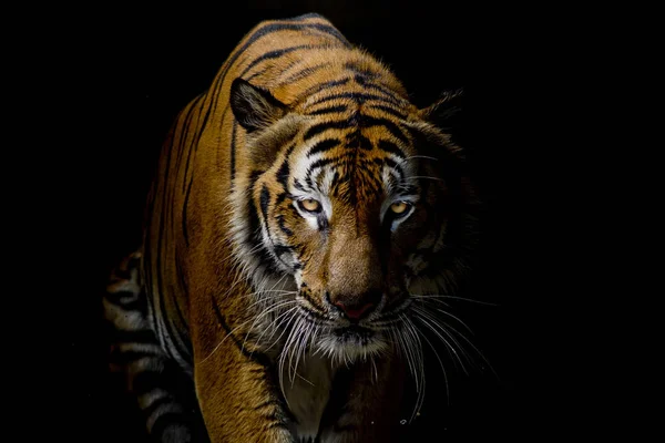 Kaplan portre siyah arka plan önünde