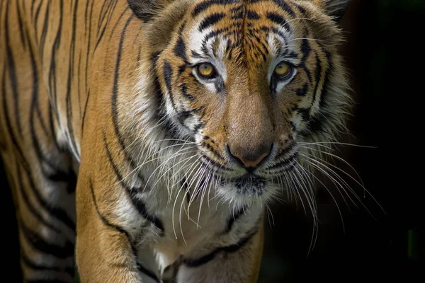 Retrato Tigre Delante Fondo Negro — Foto de Stock