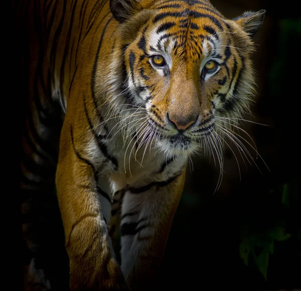 Retrato Tigre Frente Fundo Preto — Fotografia de Stock