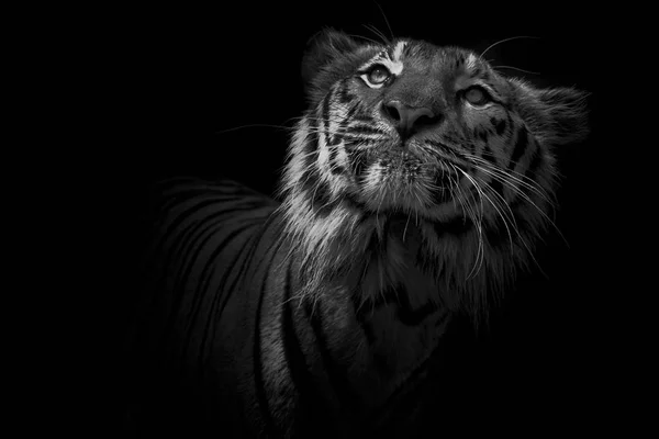 Μαύρο Και Άσπρο Tiger Πορτρέτο Μπροστά Μαύρο Φόντο — Φωτογραφία Αρχείου
