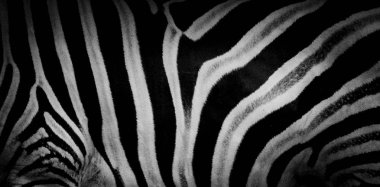 Zebra baskı, hayvan cilt, kaplan şeritleri, soyut desen, satır arkaplanı, kumaş. Şaşırtıcı elle çizilmiş vektör çizim. Poster, afiş. Siyah-beyaz sanat, tek renkli