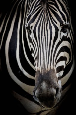 Zebra koyu arka plan üzerinde. Siyah beyaz resim