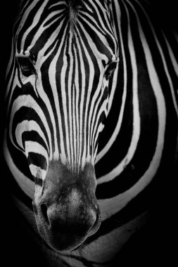 Zebra koyu arka plan üzerinde. Siyah beyaz resim