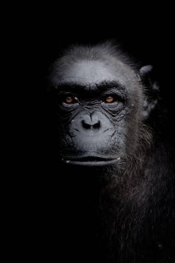 Portre goril göz dümdüz siyah siyah beyaz portre üzerinde izole kapatmak