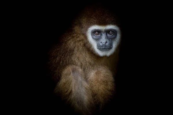 Macaco Branco Handed Gibbon Olhando Situando Com Fundo Balck — Fotografia de Stock