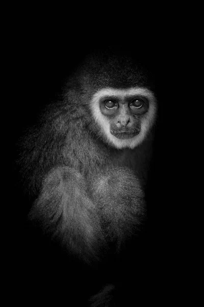 Preto Branco Macaco Branco Mão Branca Gibbon Olhando Situando Com — Fotografia de Stock