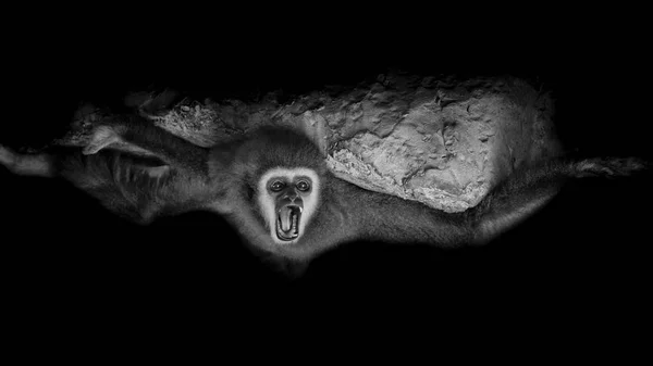 Czarno Białe Małpa Wręczył Biały Gibona Snu Zwiększania Twarz Warczeć — Zdjęcie stockowe