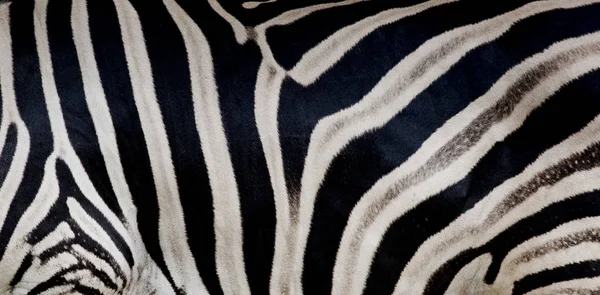 Zebradruck Tierhaut Tigerstreifen Abstraktes Muster Linienhintergrund Stoff Erstaunliche Handgezeichnete Vektorillustration — Stockfoto