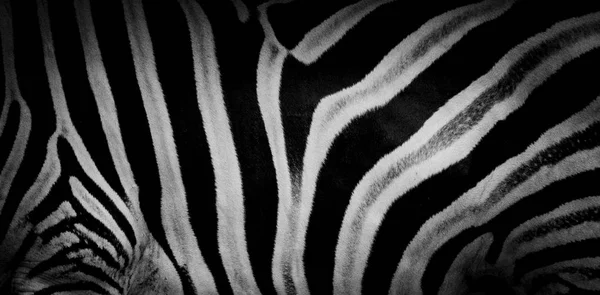Zebra Print Animal Skin Tiger Stripes Abstract Pattern Line Background — Stock Photo, Image