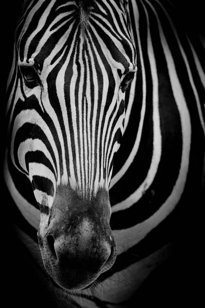 Zebra Ciemnym Tle Obraz Czarno Biały — Zdjęcie stockowe