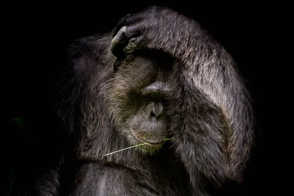 Close Retrato Bonito Gorila Isolado Preto Monocromático Retrato — Fotografia de Stock