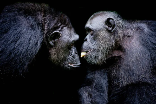 Western lowland gorilla, two mammals tease together. One gorilla sharing banana to friend on black background