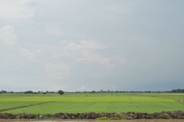 mavi gökyüzünün altında yemyeşil çim alanının arka plan görüntüsü