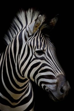 Zebra koyu arka plan üzerinde. Siyah beyaz resim