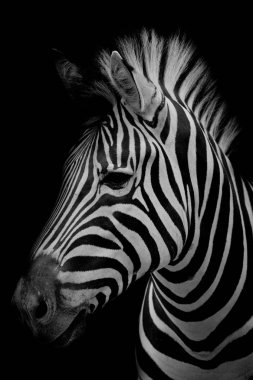 Zebra koyu arka plan üzerinde. Siyah beyaz resim