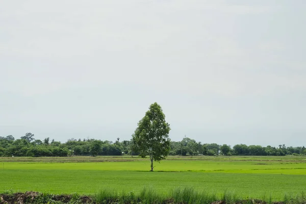 青空の下で緑豊かな芝生フィールドの背景イメージ — ストック写真