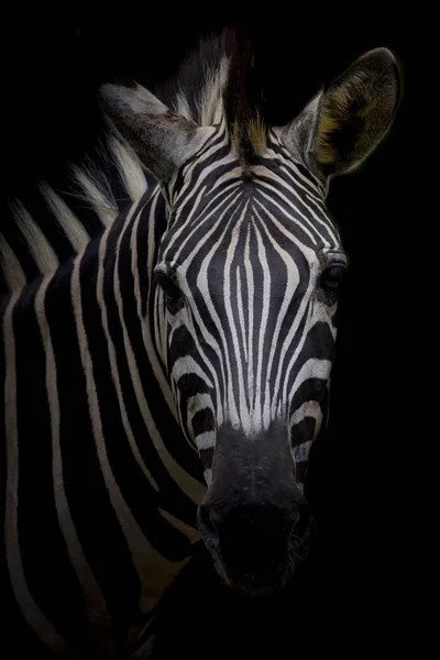 Zebra Koyu Arka Plan Üzerinde Siyah Beyaz Resim — Stok fotoğraf