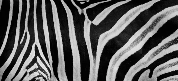 Texture of fur, wool zebra. Striped black and white background. Wild animals
