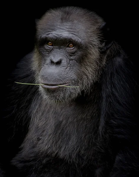 Chimpanzé Segurar Ramo Sua Boca Fundo Preto — Fotografia de Stock