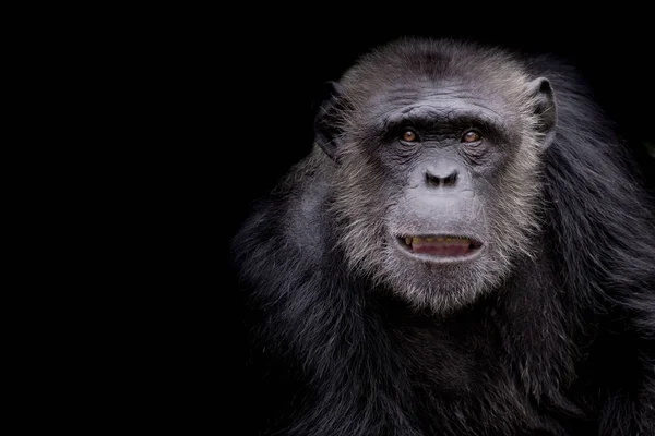 Perfil Chimpanzé Olhando Atentamente Com Espaço Para Texto Fundo Preto — Fotografia de Stock