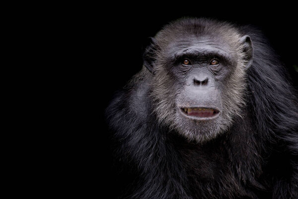 Профиль шимпанзе, задумчиво смотрящего на место для текста на черном фоне
