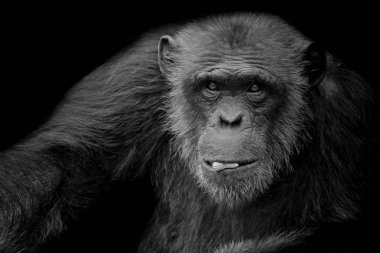 Siyah ve beyaz sevimli şempanze içinde onun ağız siyah arka plan üzerine fıstık tutun