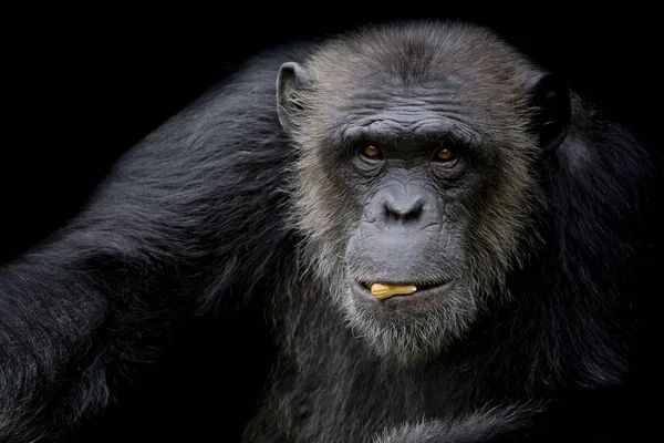 Chimpanzé Bonito Segurar Amendoim Sua Boca Fundo Preto — Fotografia de Stock