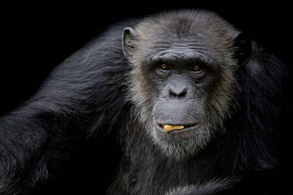 Симпатичный шимпанзе держит арахис во рту на черном фоне
