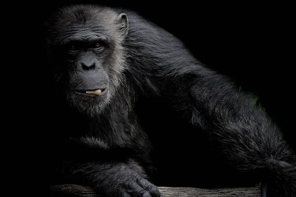 Chimpanzé Bonito Segurar Amendoim Sua Boca Fundo Preto — Fotografia de Stock