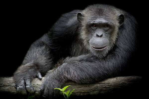 Симпатичные шимпанзе улыбаются и ловят большие ветки и смотрят прямо перед ним на черном фоне
