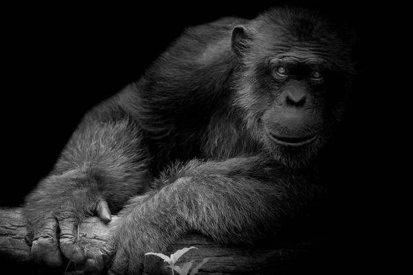 Preto Branco Bonito Chimpanzé Sorrir Pegar Grande Galho Olhar Direto — Fotografia de Stock