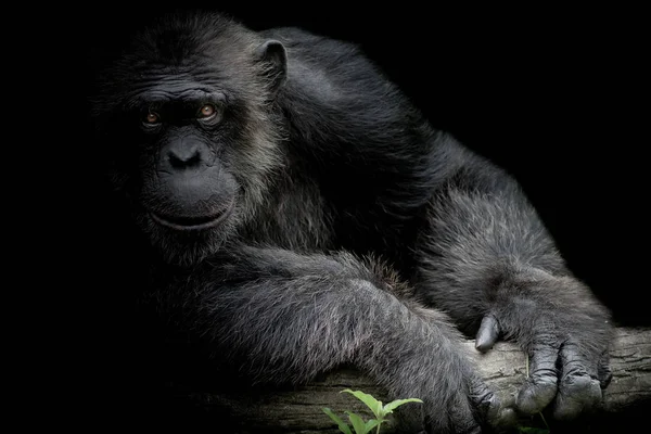 Chimpanzé Bonito Sorrir Pegar Grande Ramo Olhar Direto Para Frente — Fotografia de Stock