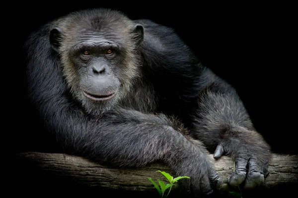 Chimpanzé Bonito Sorrir Pegar Grande Ramo Olhar Direto Para Frente — Fotografia de Stock