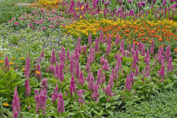 色とりどりの花の庭 — ストック写真